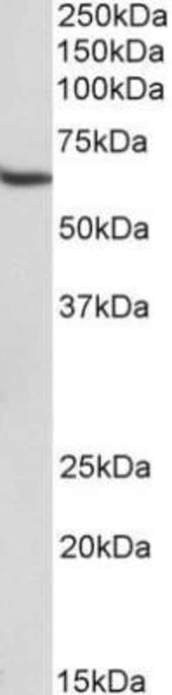 STAM-1 Antibody (29C678) - Azide and BSA Free, Novus Biologicals 0.1 mg;